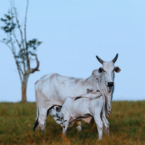 Passo a passo de como parar uma vaca